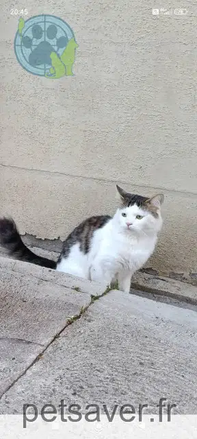 chat perdu 59450 Sin-le-Noble Fluffy chat lost 59450 Sin-le-Noble Fluffy