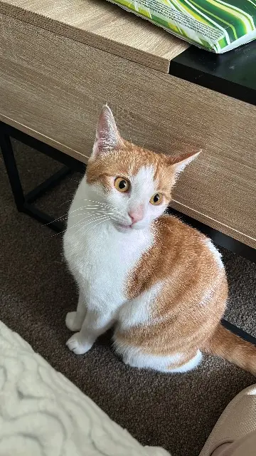 chat lost   59200 Tourcoing Franklin