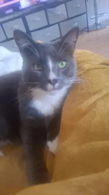 gatto perso 59163 Condé-sur-l'Escaut Félix gatto lost 59163 Condé-sur-l'Escaut Félix