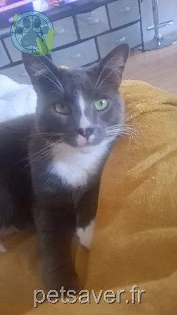 cat lost 59163 Condé-sur-l'Escaut Félix cat lost 59163 Condé-sur-l'Escaut Félix