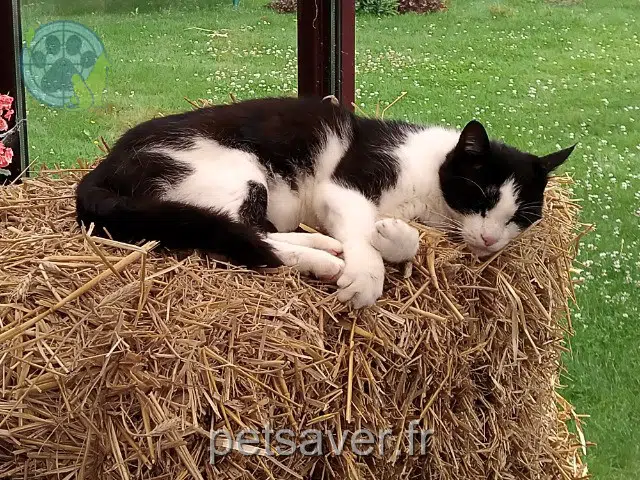 chat lost   59410 Anzin Félix