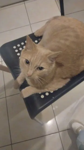 chat lost   59190 Hazebrouck Garfield