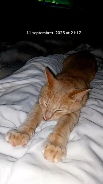 chat lost   59190 Hazebrouck Garfield