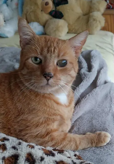 chat lost   59100 Roubaix Gaston