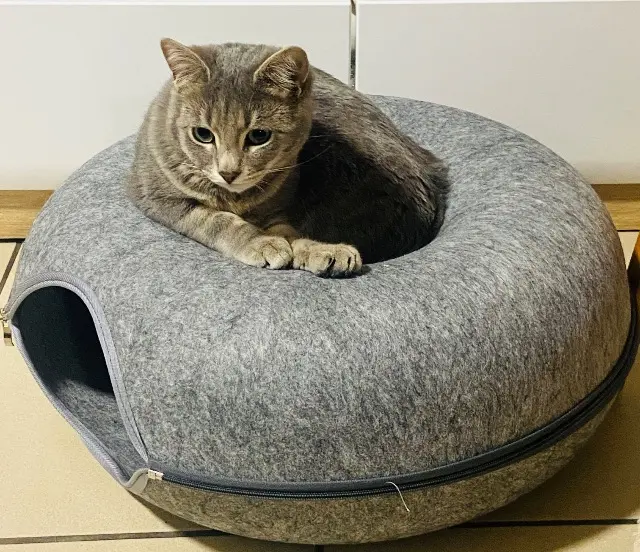 chat lost   59250 Halluin Gatsby