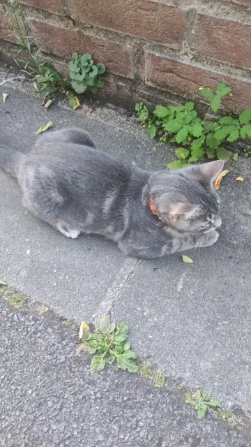 cat lost   59390 Lys-lez-Lannoy Georgie