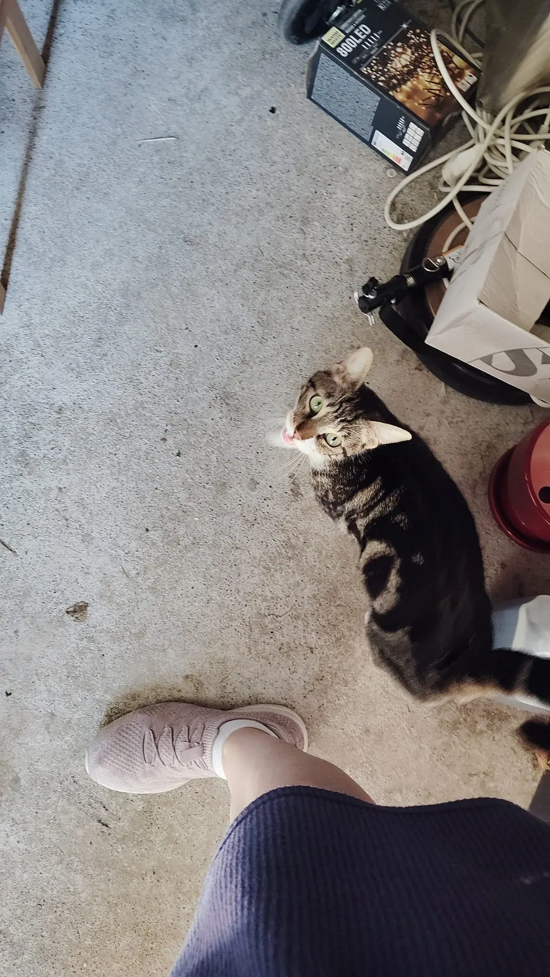 Chat Perdu 59 Nord - Grelot Chat Perdu 59 Nord - Grelot
