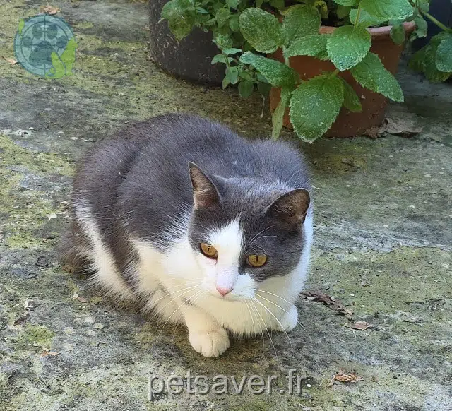 chat lost 59470 Esquelbecq Gribouille