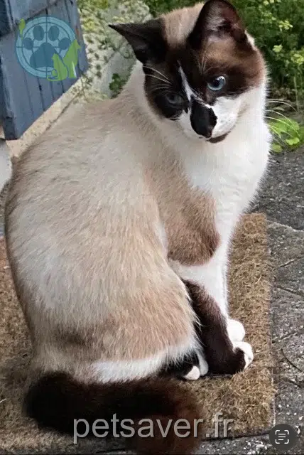 kater lost   59167 Lallaing Gribouille