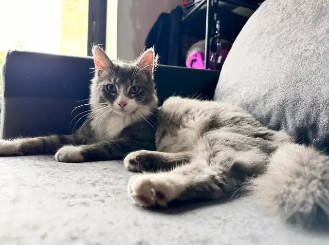 chat lost   59690 Vieux-Condé Gribouille