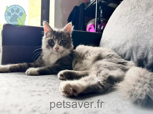 gato perdido 59690 Vieux-Condé Gribouille gato lost 59690 Vieux-Condé Gribouille