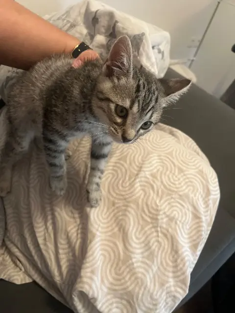 chat lost   59390 Lys-lez-Lannoy Grigri gribouille