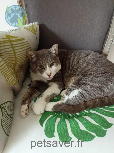 chat lost   59295 Paillencourt Grisou
