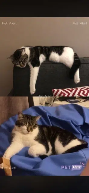 chat lost   59790 Ronchin Grisou