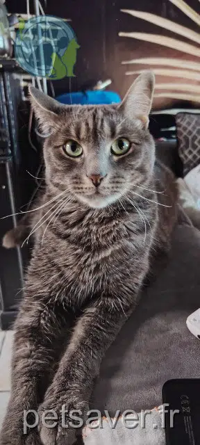 Kater lost   59220 Denain Grizou