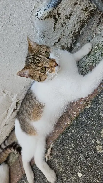 chat lost   59150 Wattrelos Guizmo