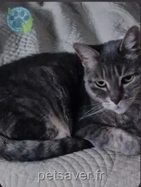 Kater lost   59200 Tourcoing Happy