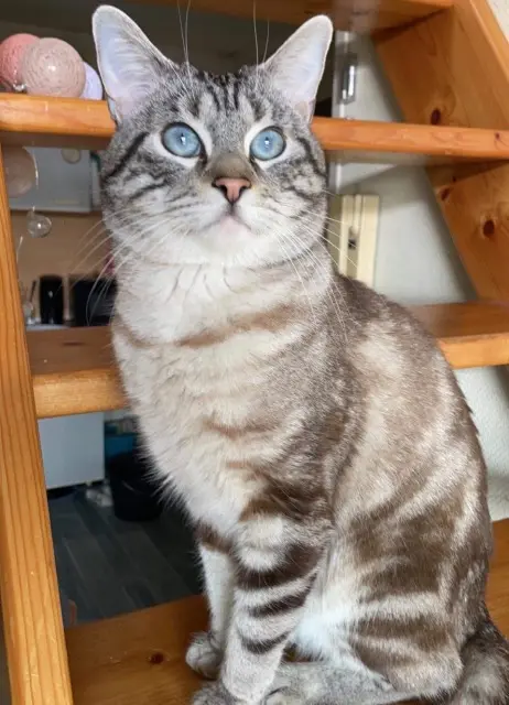 chat lost   59200 Tourcoing Haze