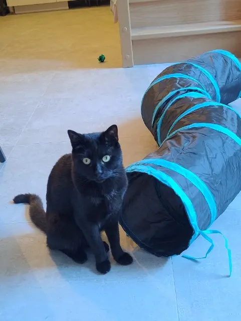 chat lost   59223 Roncq Helios