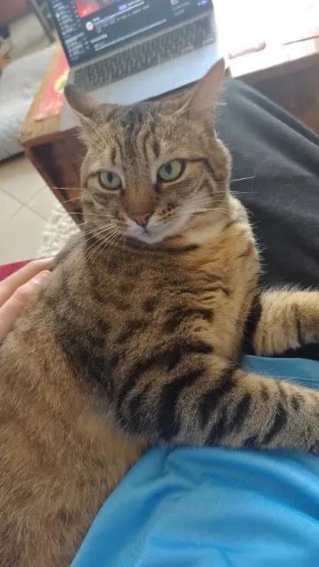 chat lost   59840 Pérenchies Hocico