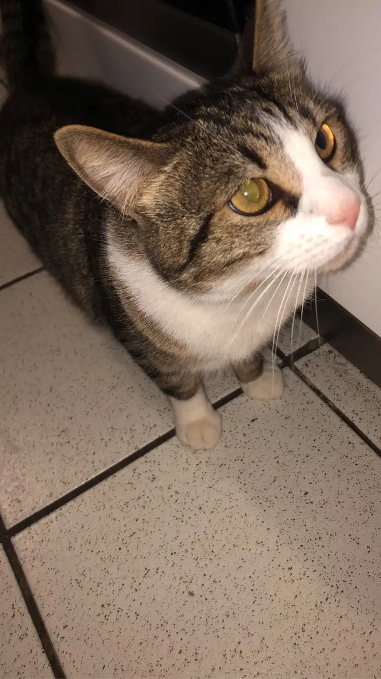 Chat Perdu 59 Nord Chat Perdu 59 Nord