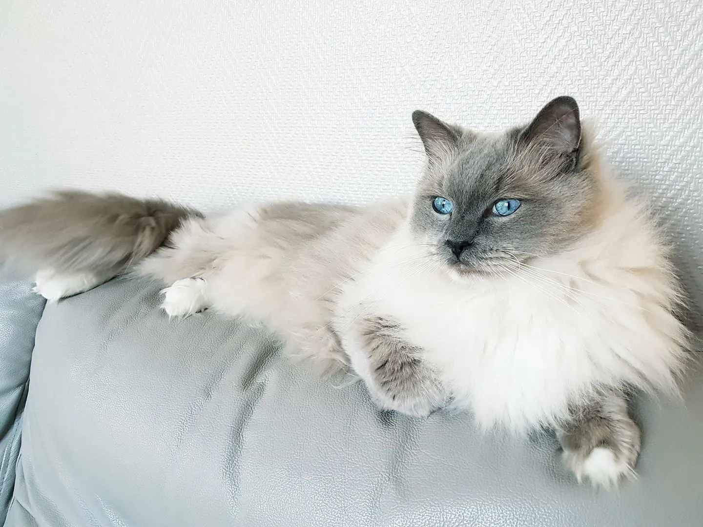 Chat Perdu 59 Nord Chat Perdu 59 Nord