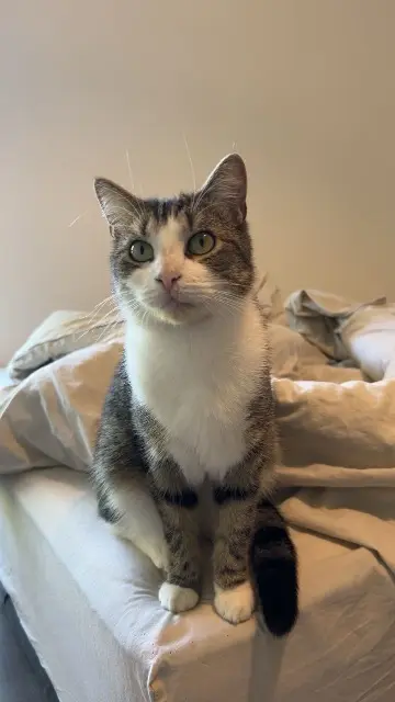 chat lost   59790 Ronchin Izis