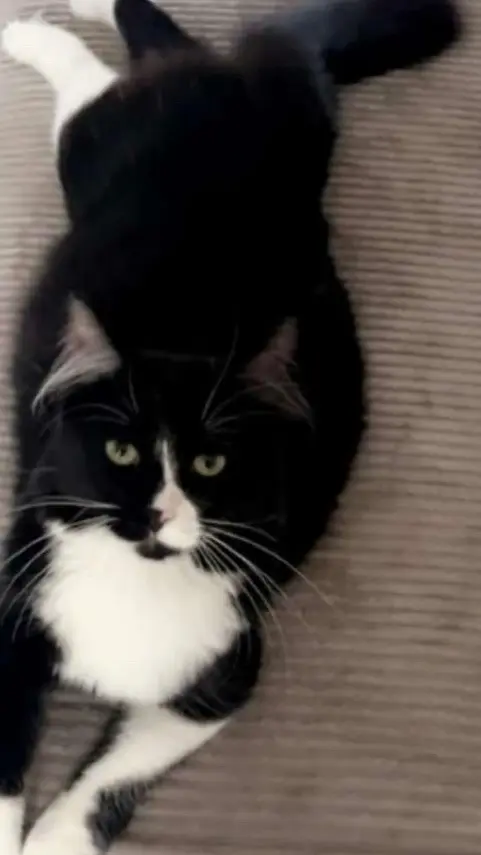 Chat Perdu 59 Nord Chat Perdu 59 Nord