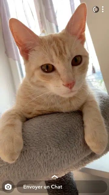 gato perdido 59200 Tourcoing Jamie gato lost 59200 Tourcoing Jamie