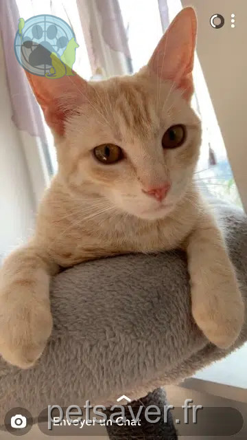 cat lost 59200 Tourcoing Jamie cat lost 59200 Tourcoing Jamie
