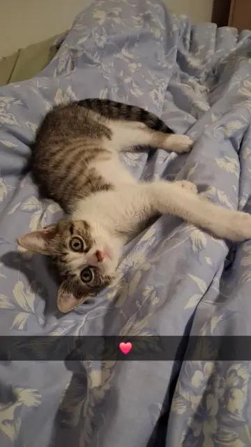 chat lost   59100 Roubaix Jax