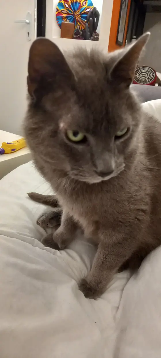 Chat Perdu 59 Nord - Jax Chat Perdu 59 Nord - Jax