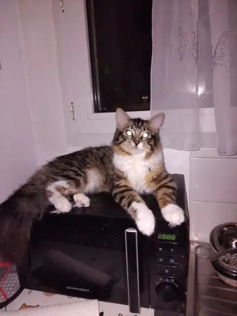 chat lost   59540 Caudry Joey