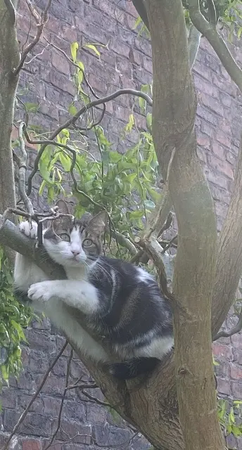 chat lost   59920 Quiévrechain Jonas