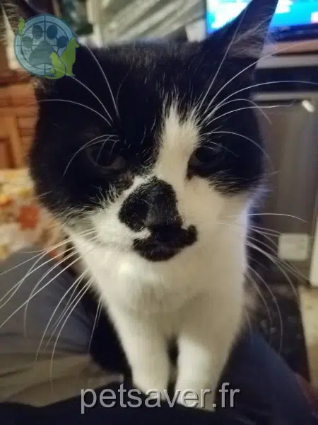 gato perdido 59440 Avesnes-sur-Helpe Junior gato lost 59440 Avesnes-sur-Helpe Junior