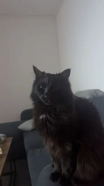 chat lost   59100 Roubaix Kanté