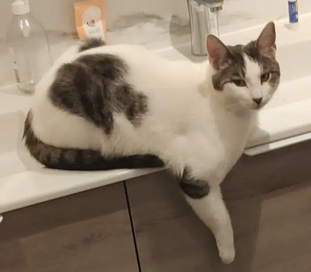 chat lost   59420 Mouvaux Karl