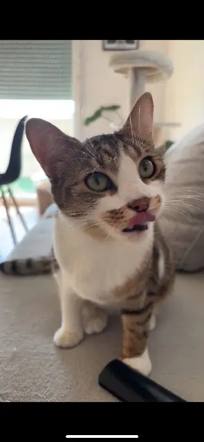 chat lost   59279 Loon-Plage Kaydop
