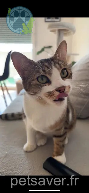 chat perdu 59279 Loon-Plage Kaydop chat lost 59279 Loon-Plage Kaydop