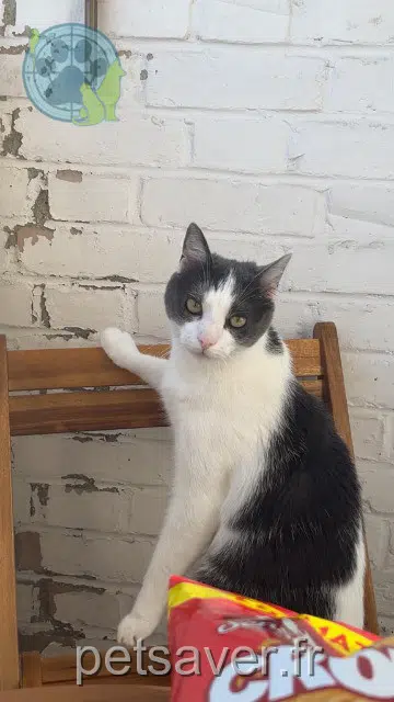 kater lost 59166 Bousbecque Kenobi
