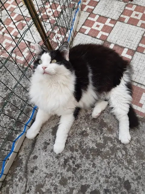 chat lost   59410 Anzin kenzo