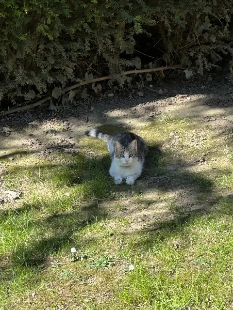 chat lost   59100 Roubaix Khol
