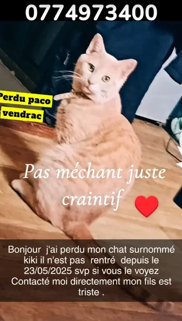 chat lost   59130 Lambersart Kiki