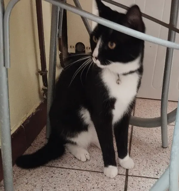 chat lost   59154 Crespin Kimi