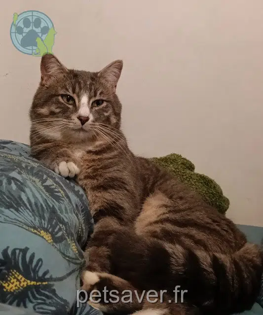 gato perdido 59150 Wattrelos Kiomi gato lost 59150 Wattrelos Kiomi