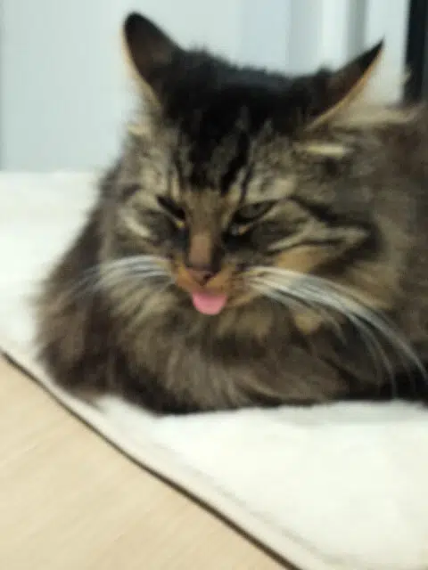 chat lost   59960 Neuville-en-Ferrain Kispy