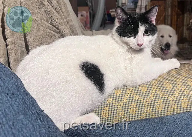 gatto lost   59940 Neuf-Berquin Kurt