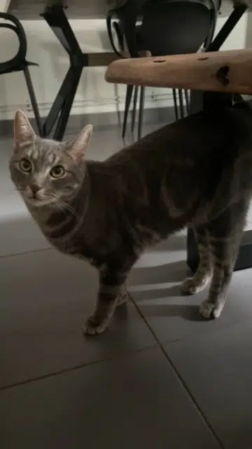 chat lost   59510 Hem Kyoto