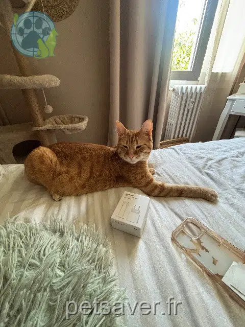 chat lost 59118 Wambrechies Larousse