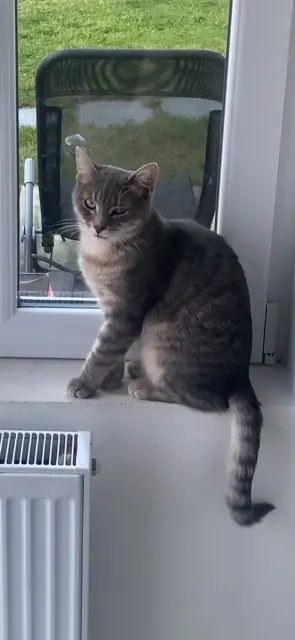 chat perdu 59440 Avesnes-sur-Helpe Lemon chat lost 59440 Avesnes-sur-Helpe Lemon